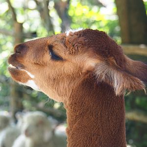 Alpaca (Vicugna pacos), 2021-09-03