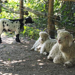 Angora goats and Pygmy goat (Capra aegagrus hircus), 2021-09-03