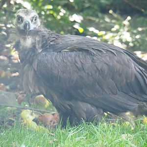 Cinereous vulture (Aegypius monachus), 2021-09-03