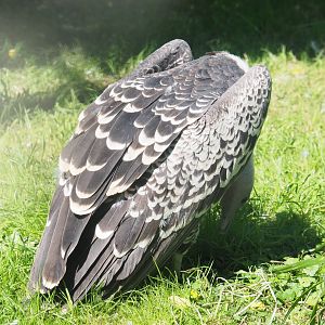 Rüppell's vulture (Gyps rueppelli rueppelli), 2021-09-03