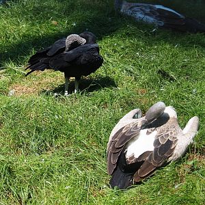 American black vulture (Coragyps atratus) and African white-backed vulture (Gyps africanus), 2021-09-03