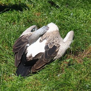 African white-backed vulture (Gyps africanus), 2021-09-03