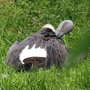 African white-backed vulture (Gyps africanus), 2021-09-03