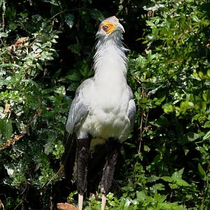 Secretary bird (Sagittarius serpentarius), 2021-09-03