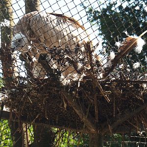 Western eurasian griffon vulture (Gyps fulvus fulvus), 2021-09-03