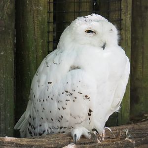 Snowy Owl (Bubo scandiacus), 2021-09-03
