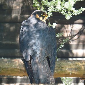 Eurasian hobby falcon (Falco subbuteo subbuteo), 2021-09-03
