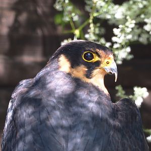 Eurasian hobby falcon (Falco subbuteo subbuteo), 2021-09-03