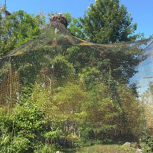 Mixed raptor and vulture aviary, 2021-09-03