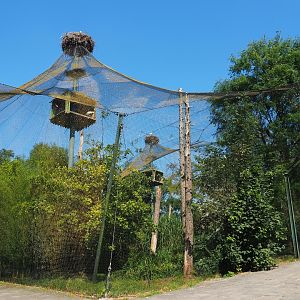 Mixed raptor and vulture aviary, 2021-09-03