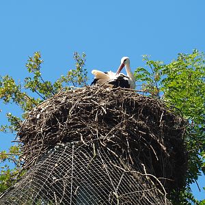European white stork (Ciconia ciconia) nest, 2021-09-03