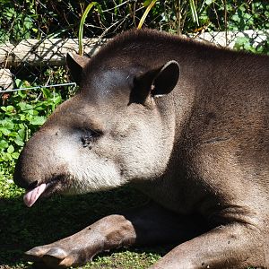 Brazilian tapir (Tapirus terrestris), 2021-09-03