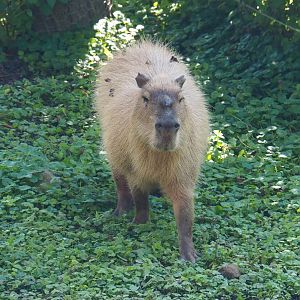 Capybara (Hydrochoerus hydrochaeris), 2021-09-03