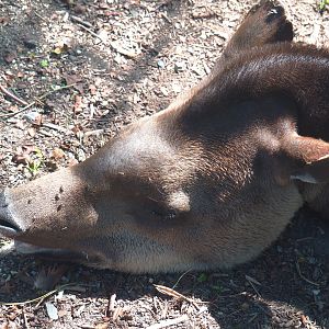 Brazilian tapir (Tapirus terrestris), 2021-09-03