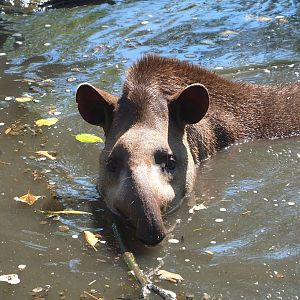 Brazilian tapir (Tapirus terrestris) in the water, 2021-09-03