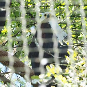 African fish eagle (Haliaeetus vocifer), 2021-09-03