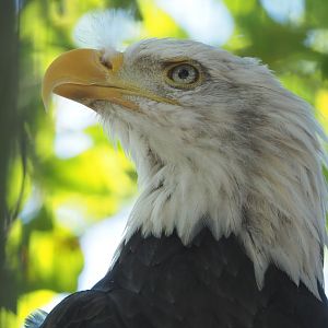 Bald eagle (Haliaeetus leucocephalus), 2021-09-03