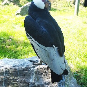 Male Andean condor (Vultur gryphus), 2021-09-03