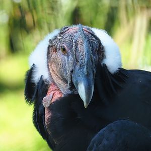 Male Andean condor (Vultur gryphus), 2021-09-03