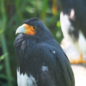Mountain caracara (Phalcoboenus megalopterus), 2021-09-03