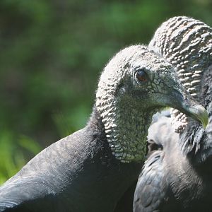 American black vulture (Coragyps atratus), 2021-09-03