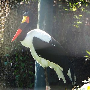 Saddle-billed stork (Ephippiorhynchus senegalensis), 2021-09-03