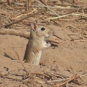 Moroccan jird - (El Jouaber)