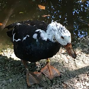 White-Winged Duck (Asarcornis scutulata)