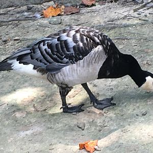 Barnacle Goose (Branta leucopsis)