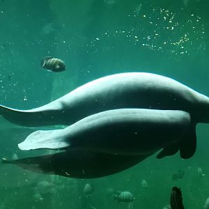 Manatee mother with two calves