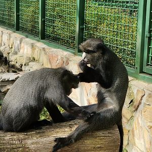 Eastern putty-nosed monkey