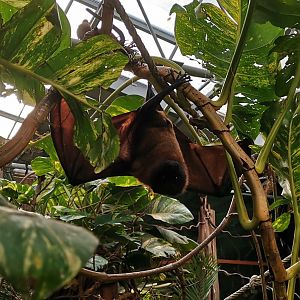 Madagascar Flying Fox