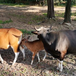 Banteng family