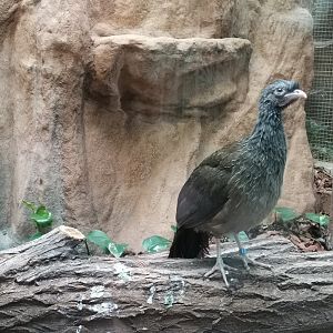 Chaco Chachalaca, Bird House