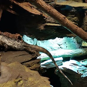 Baker's spinytail iguana