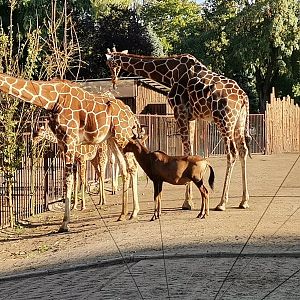 Reticulated Giraffe,  Red Hartebeest