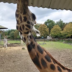 Rothschild's giraffe eating from the roof