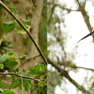 Egrets in the Brookside Aviary, September 2021
