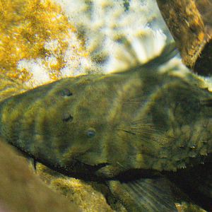Lyretail Pleco (Acanthicus adonis)