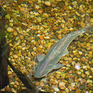 False Piraiba (Brachyplatystoma capapretum)