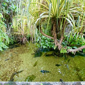 Outdoor Pond (Wild Amazonia)
