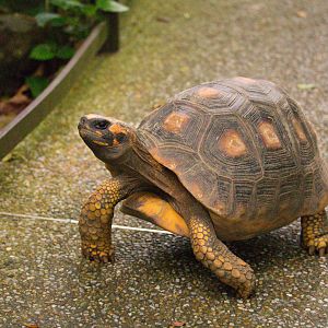 Yellow-footed Tortoise (Chelonoidis denticulatus)