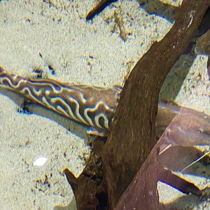 Zebra Shovelnose (Brachyplatystoma tigrinum)
