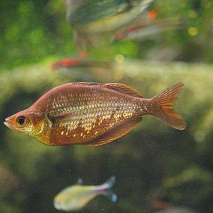 Millennium rainbowfish (Glossolepis pseudoincisus)