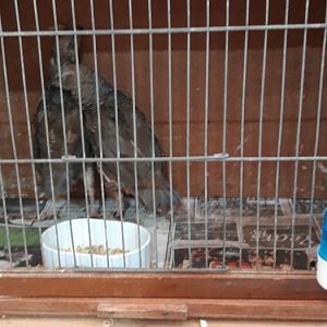 Blue Scales Quail Callipepla squamata