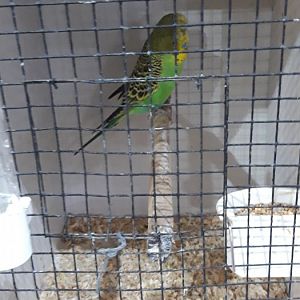 Budgerigar - wild type phenotype