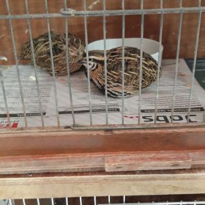 Rain Quail Coturnix coromandica