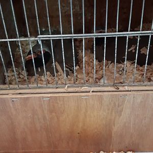 Philbys Partridge Alectoris philbyi