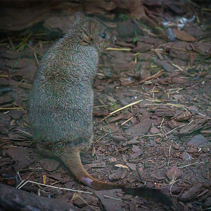 Gerald the male Brush-tailed Bettong