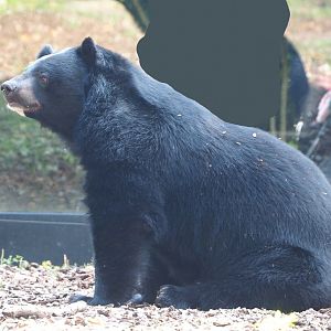 Asiatic Black Bear (Ursus thibetanus), 2021-09-02